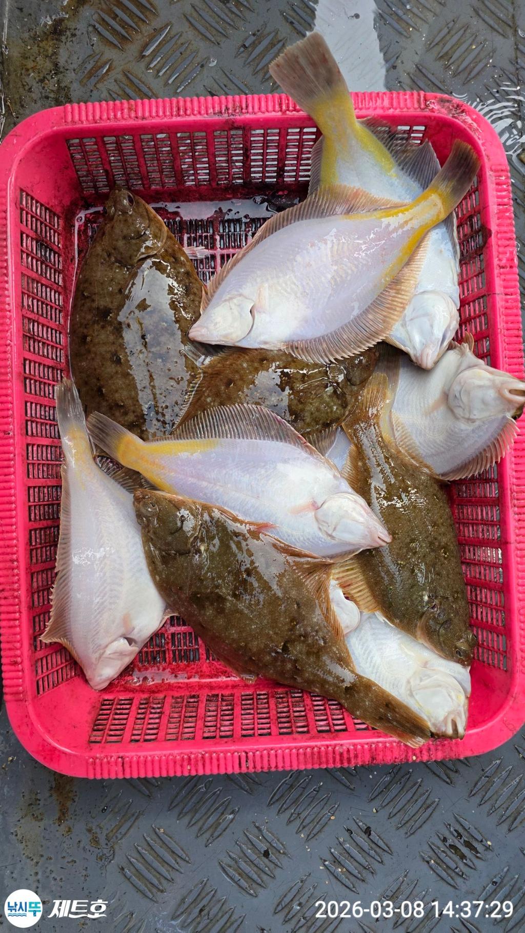 낚시뚜,도다리,가자미,영일만항,포항 제트호,낚시뚜36