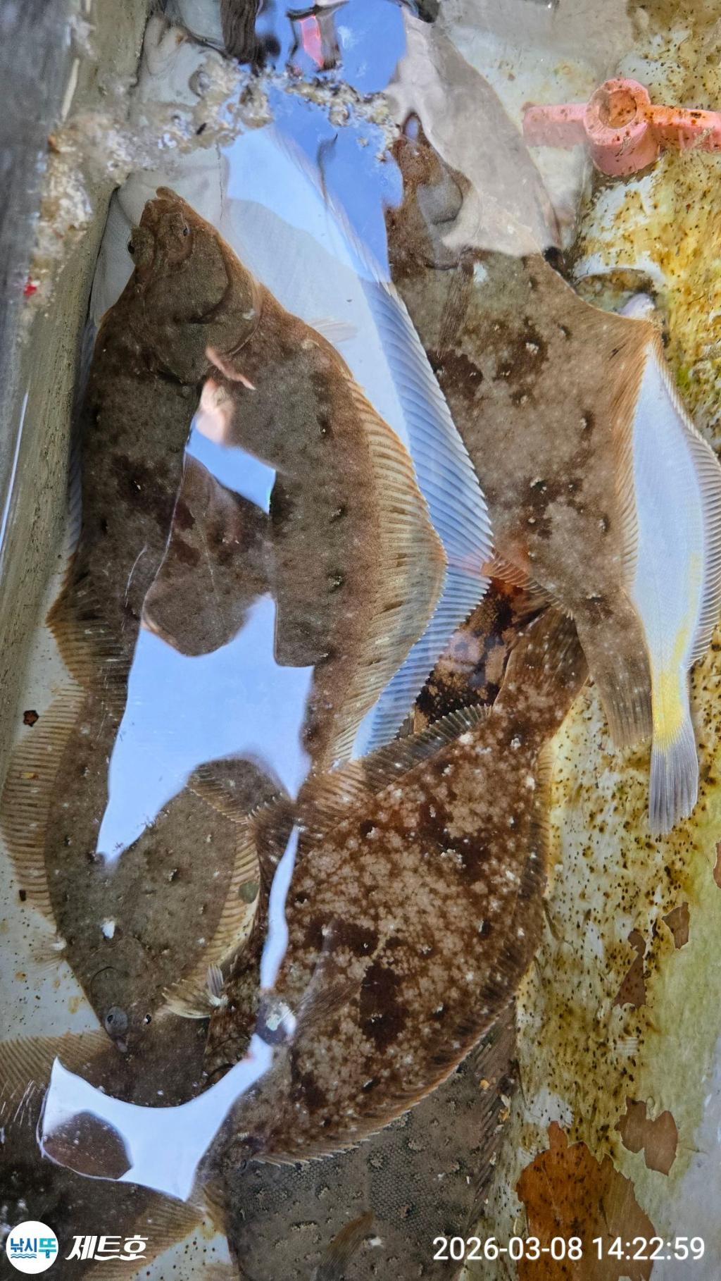 낚시뚜,도다리,가자미,영일만항,포항 제트호,낚시뚜35