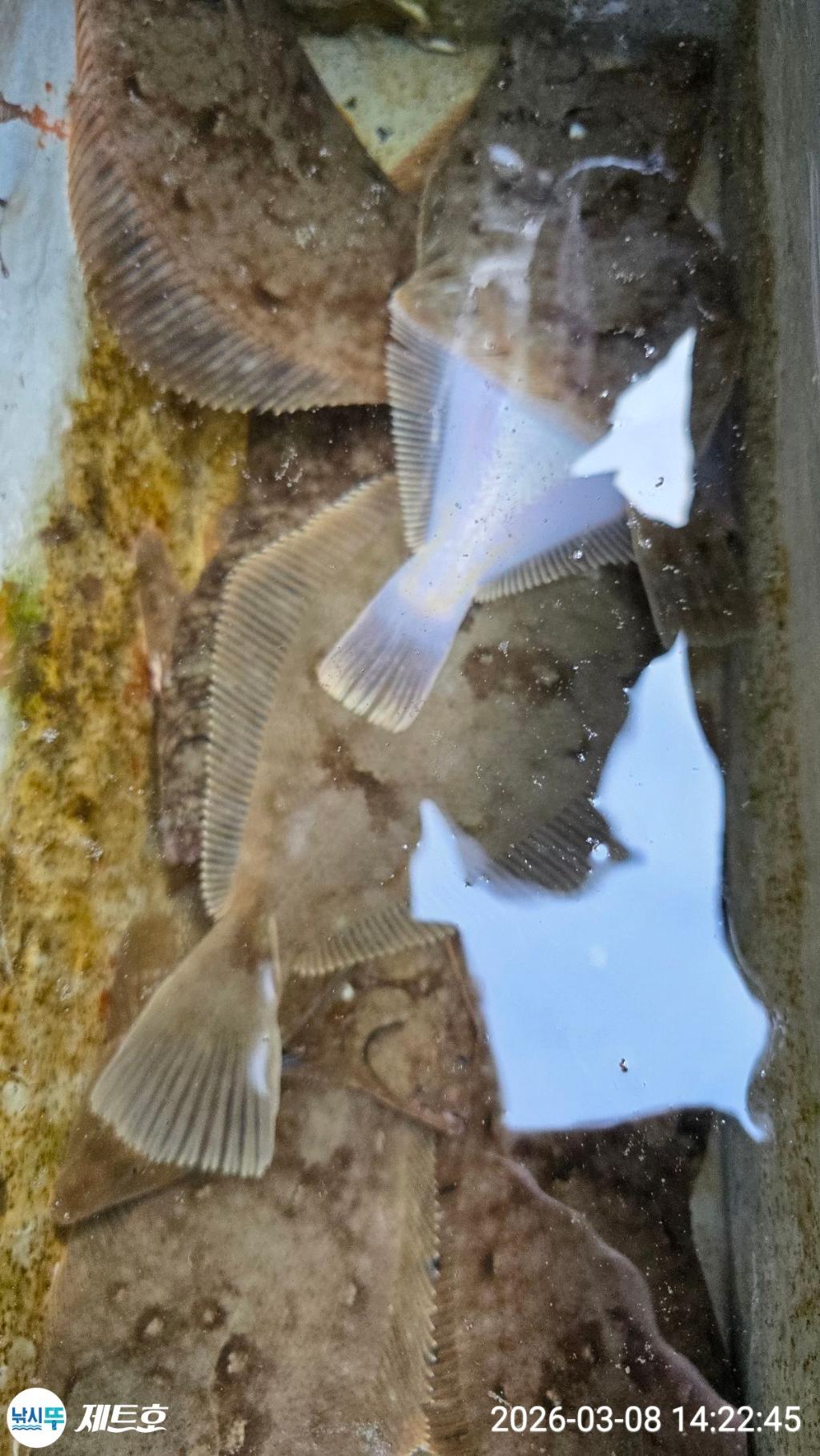 낚시뚜,도다리,가자미,영일만항,포항 제트호,낚시뚜34