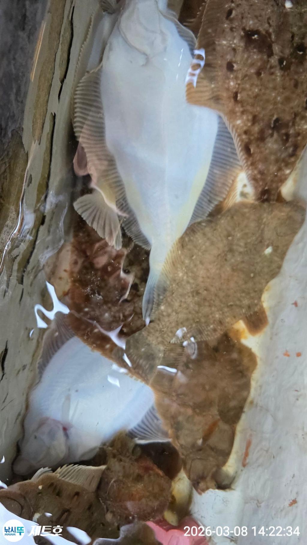 낚시뚜,도다리,가자미,영일만항,포항 제트호,낚시뚜32