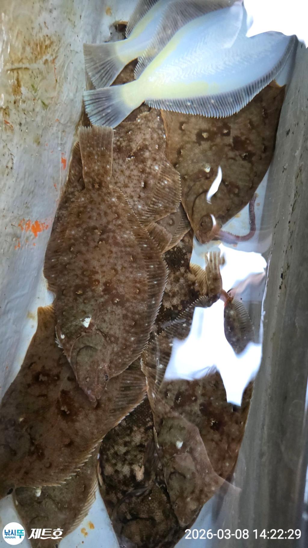 낚시뚜,도다리,가자미,영일만항,포항 제트호,낚시뚜31