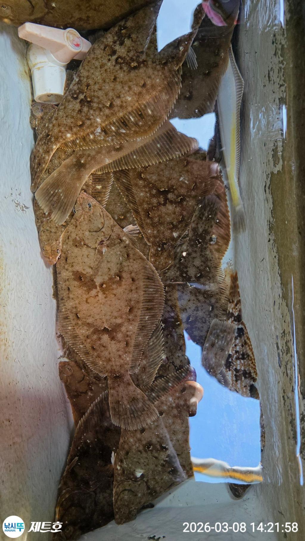 낚시뚜,도다리,가자미,영일만항,포항 제트호,낚시뚜30