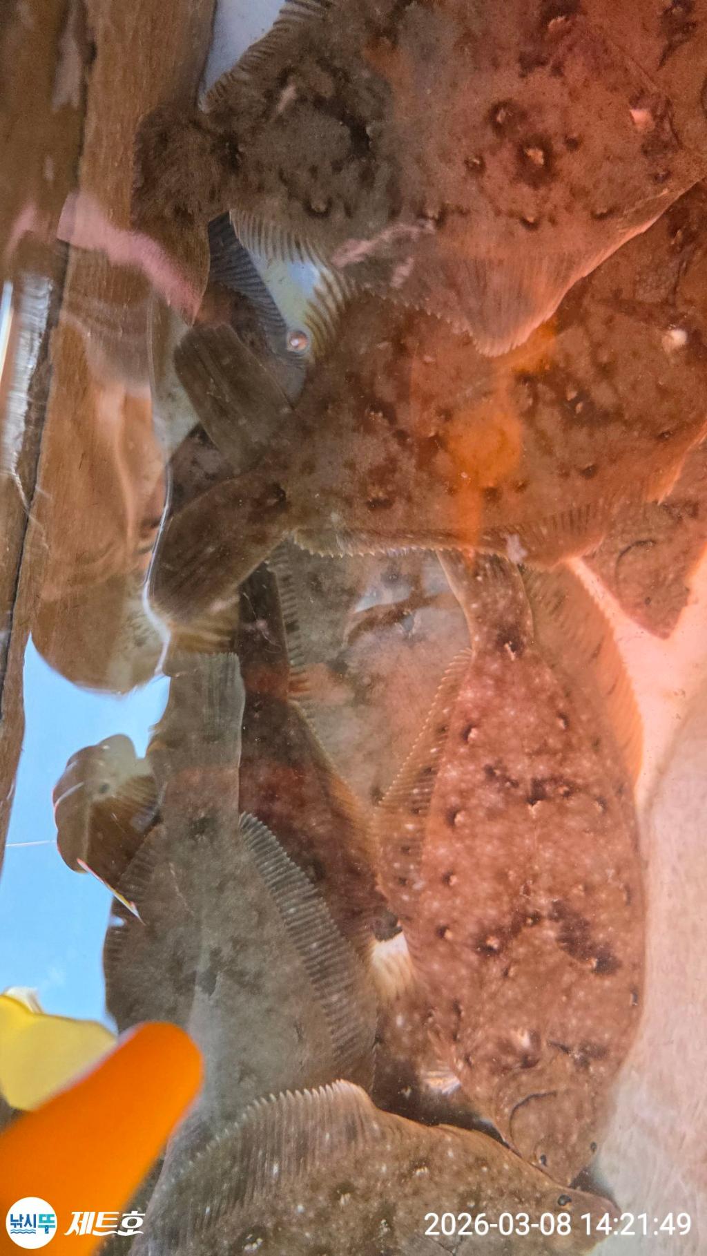 낚시뚜,도다리,가자미,영일만항,포항 제트호,낚시뚜29