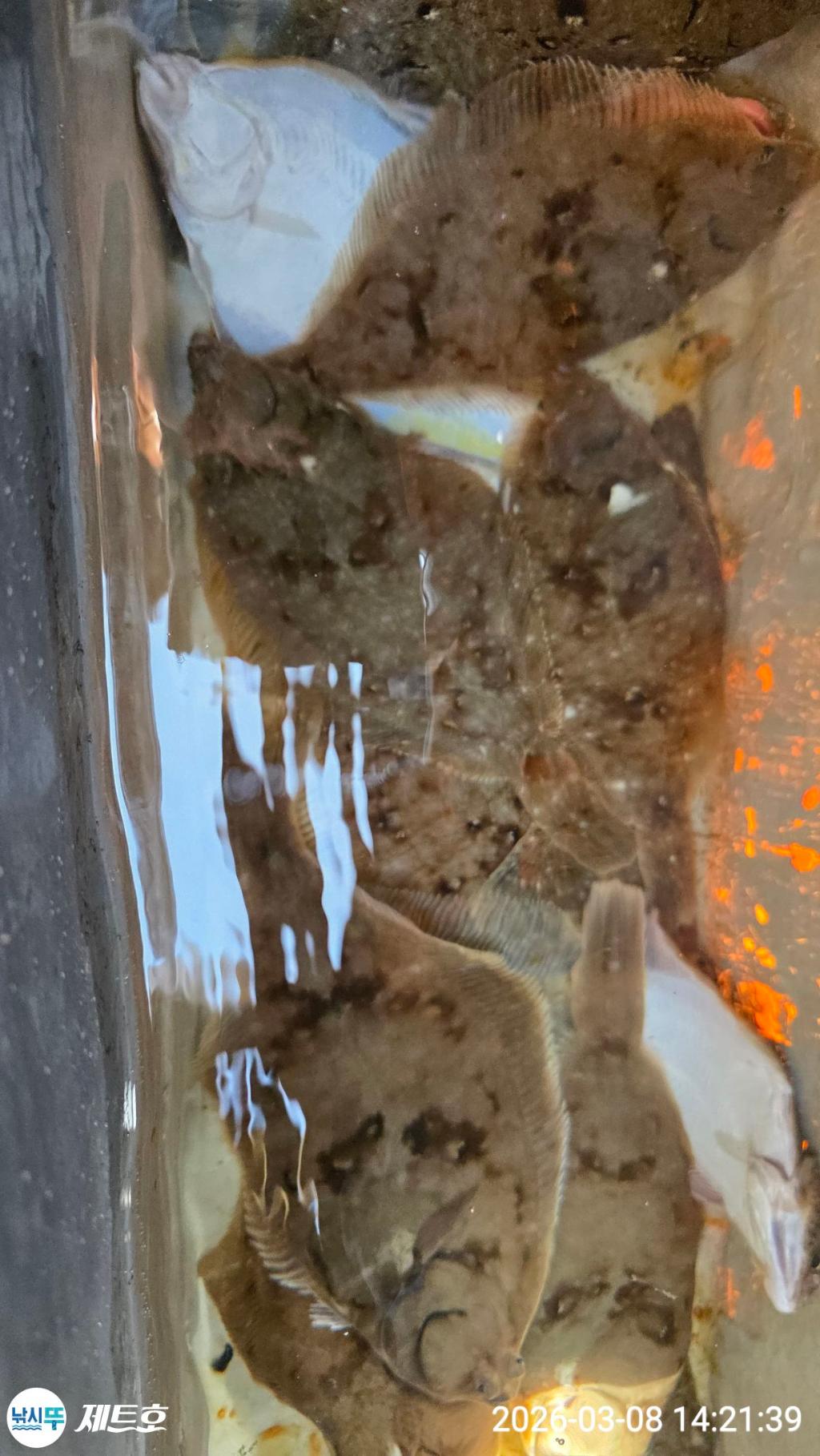 낚시뚜,도다리,가자미,영일만항,포항 제트호,낚시뚜28