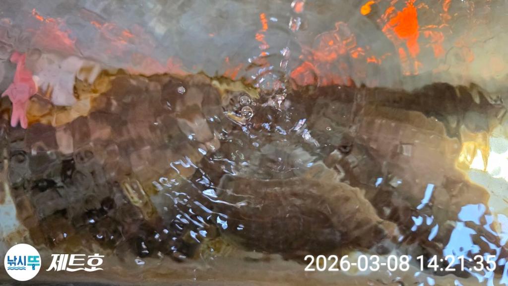 낚시뚜,도다리,가자미,영일만항,포항 제트호,낚시뚜27