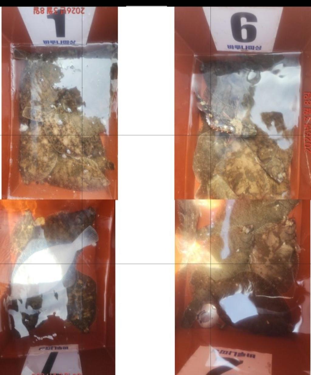 낚시뚜,도다리,속천항(진해),바루나피싱,낚시뚜14