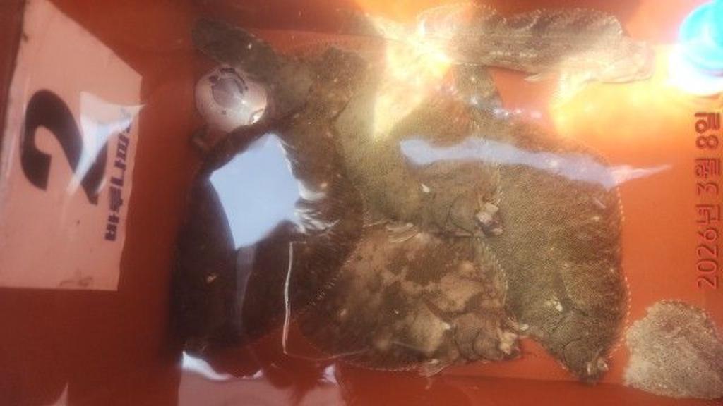 낚시뚜,도다리,속천항(진해),바루나피싱,낚시뚜4