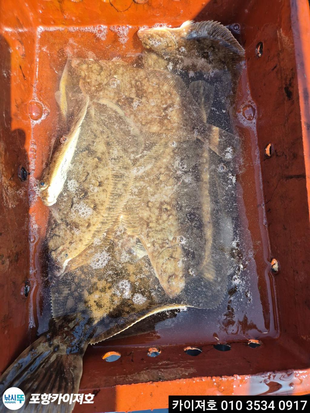 낚시뚜,기타 (직접입력),영일만항,포항카이져호,낚시뚜19