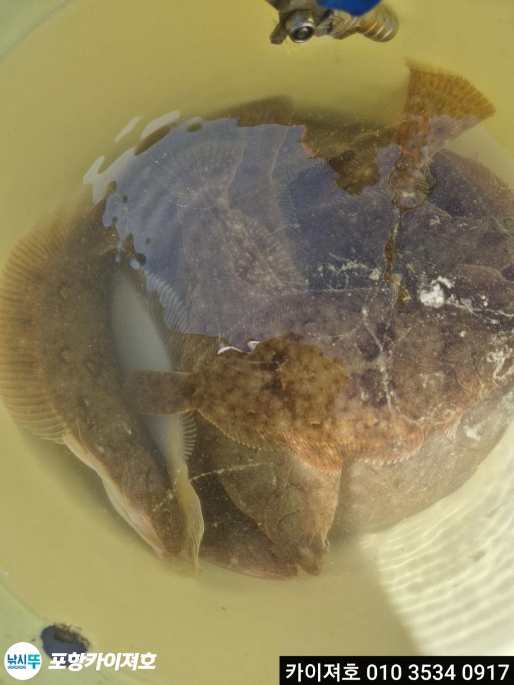 낚시뚜,기타 (직접입력),영일만항,포항카이져호,낚시뚜17