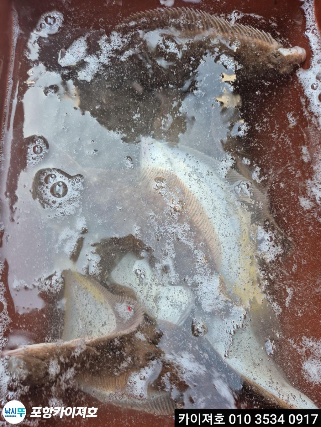 낚시뚜,기타 (직접입력),영일만항,포항카이져호,낚시뚜9