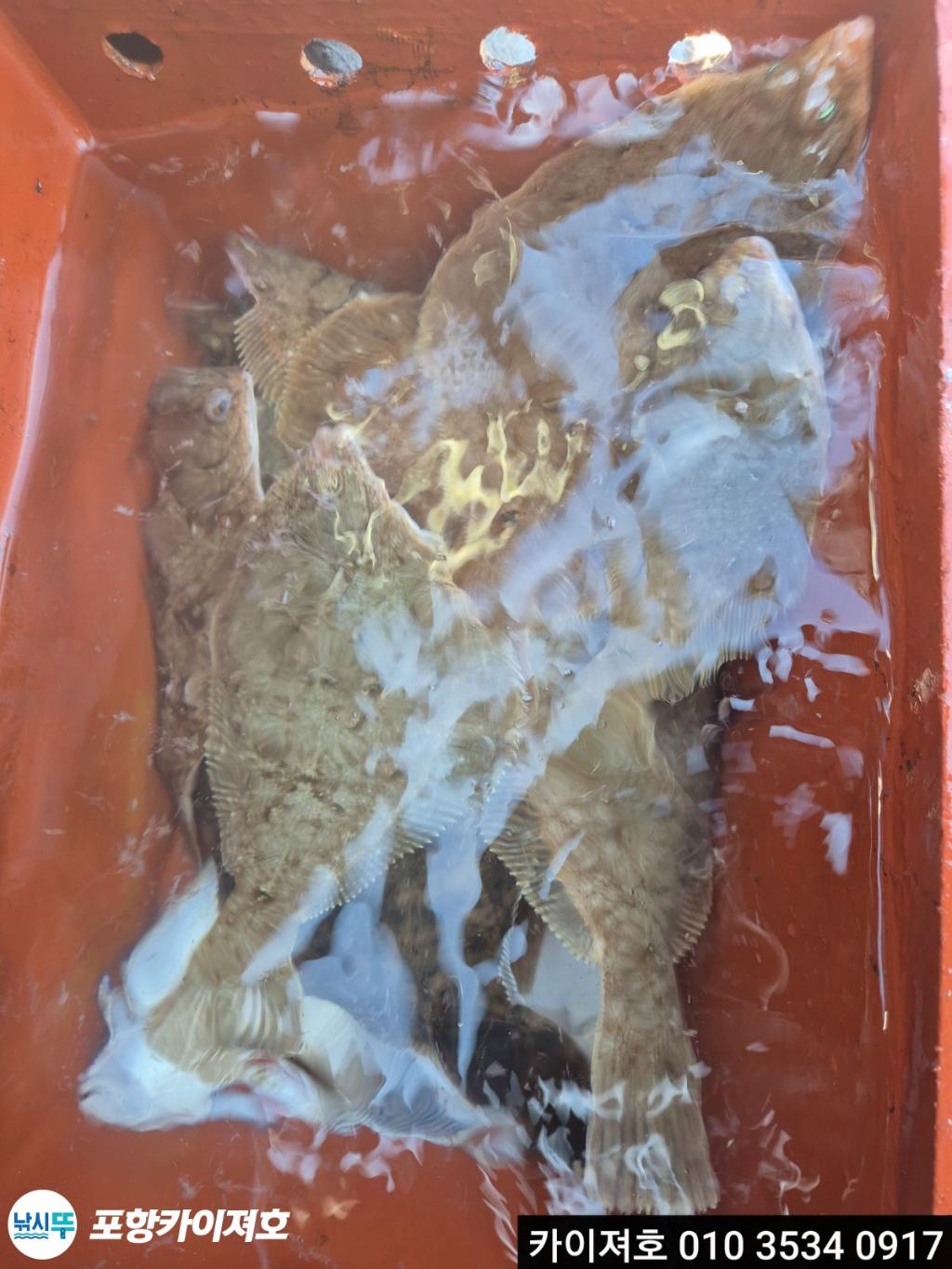 낚시뚜,기타 (직접입력),영일만항,포항카이져호,낚시뚜8