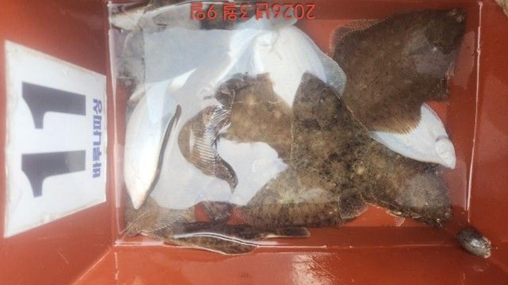 낚시뚜,도다리,속천항(진해),바루나피싱,낚시뚜3