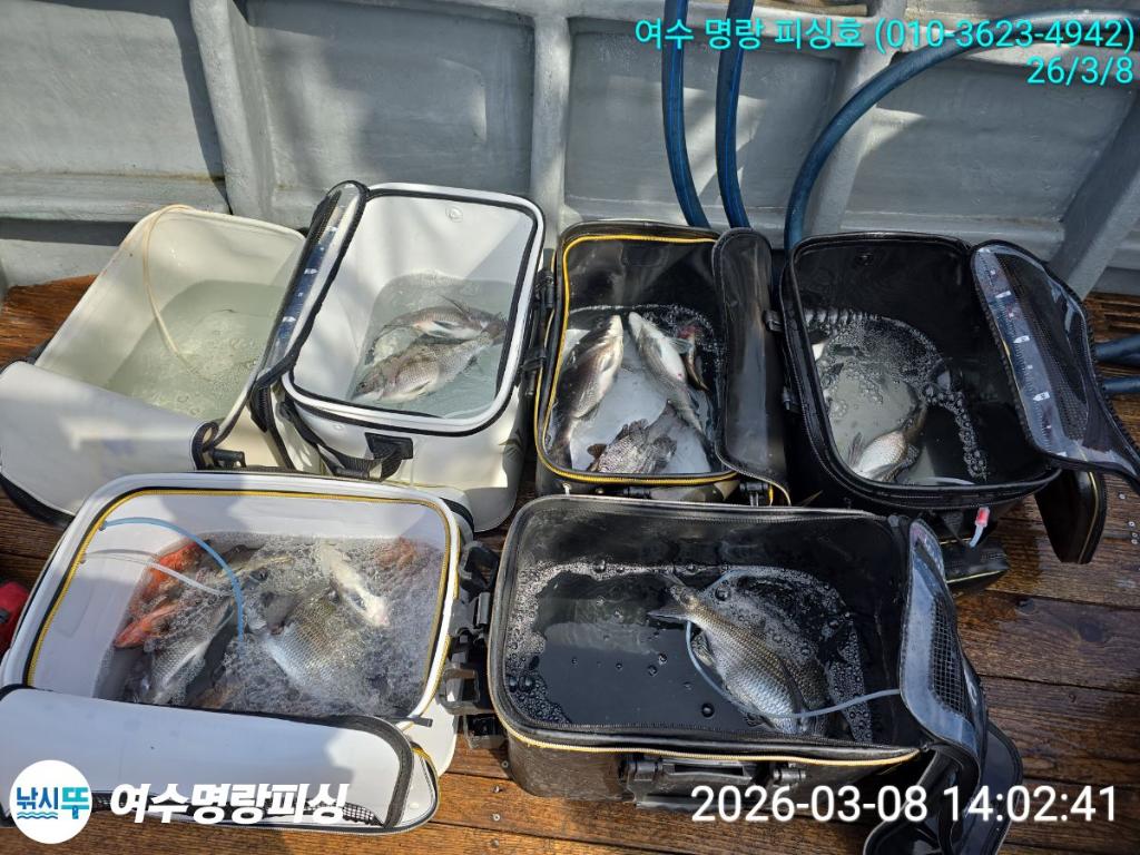 낚시뚜,감성돔,국동항,여수명랑피싱,낚시뚜8