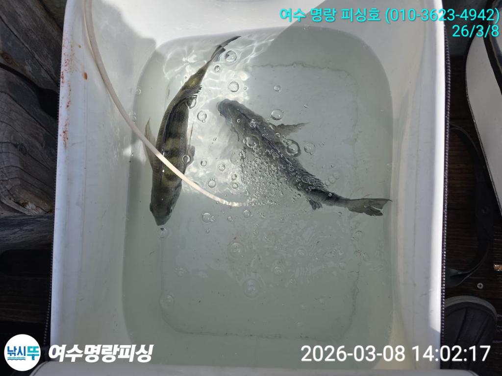 낚시뚜,감성돔,국동항,여수명랑피싱,낚시뚜6