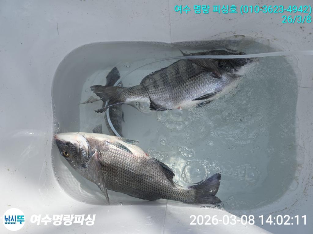 낚시뚜,감성돔,국동항,여수명랑피싱,낚시뚜5