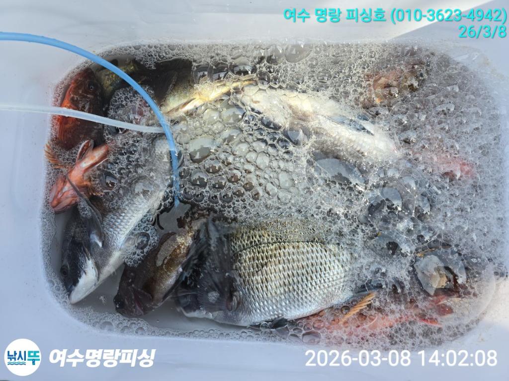 낚시뚜,감성돔,국동항,여수명랑피싱,낚시뚜4