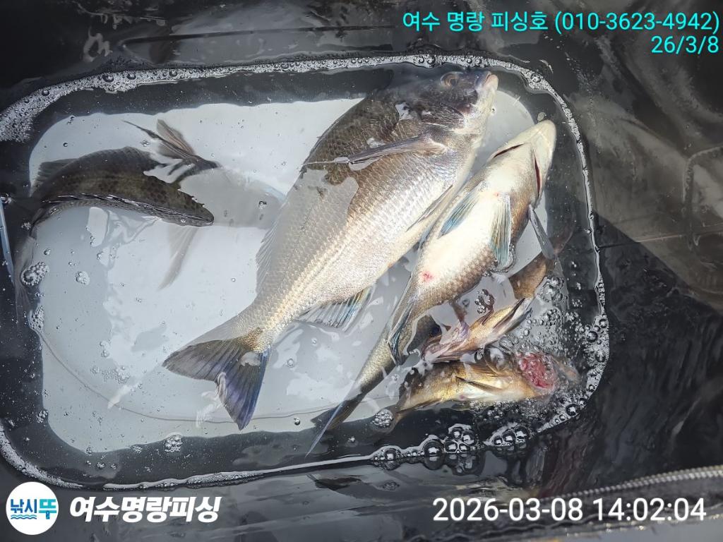 낚시뚜,감성돔,국동항,여수명랑피싱,낚시뚜3