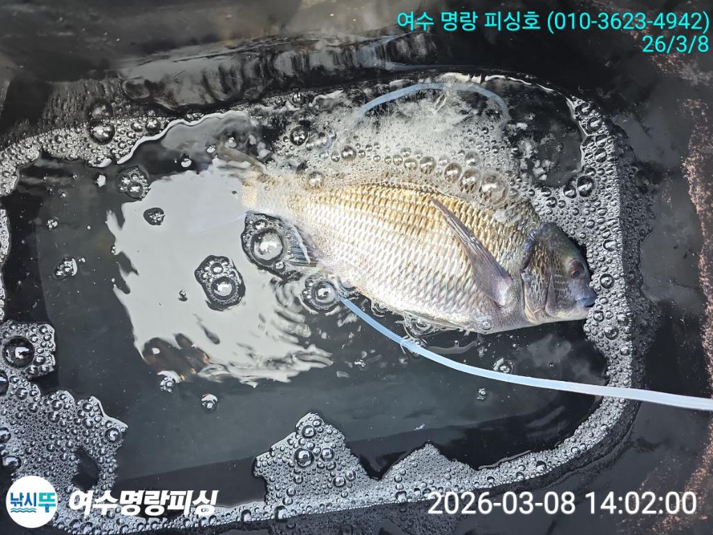 낚시뚜,감성돔,국동항,여수명랑피싱,낚시뚜2