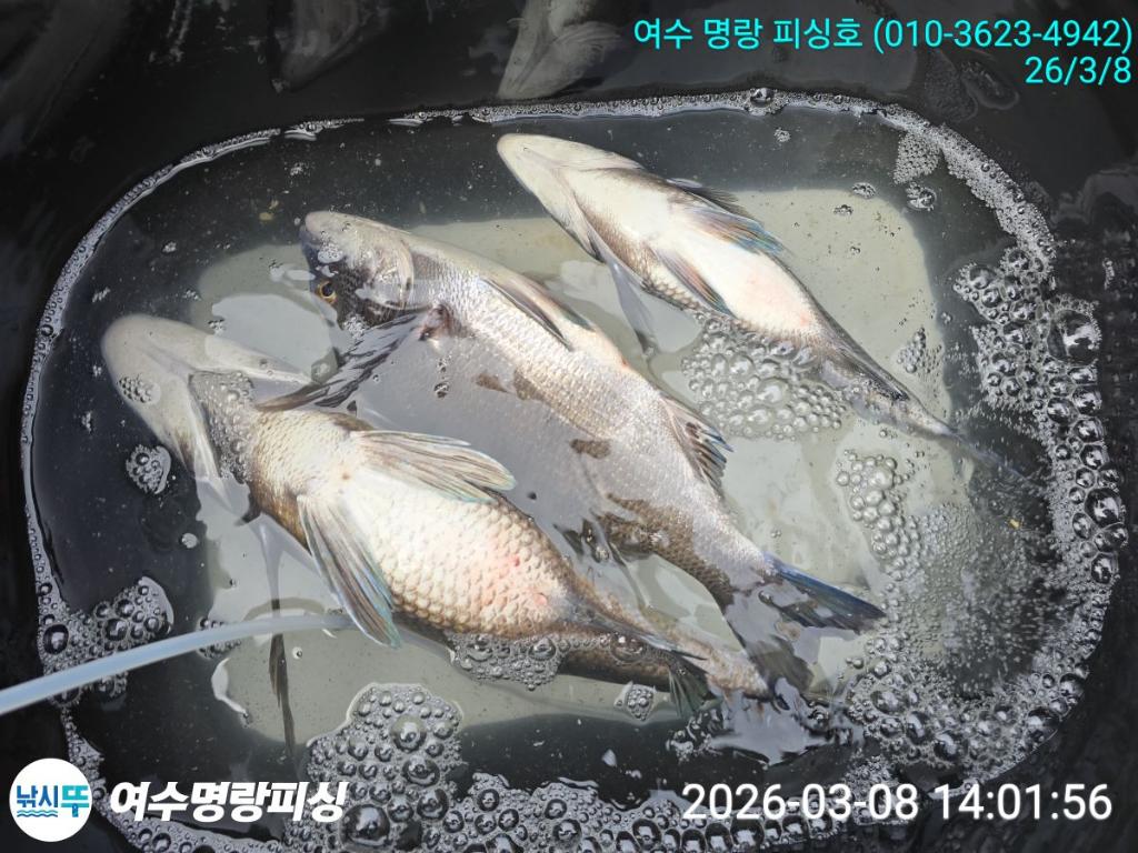 낚시뚜,감성돔,국동항,여수명랑피싱,낚시뚜1