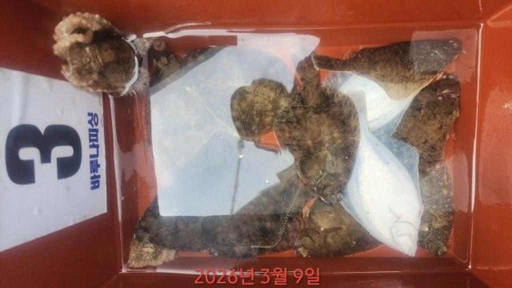 낚시뚜,도다리,속천항(진해),바루나피싱,낚시뚜3