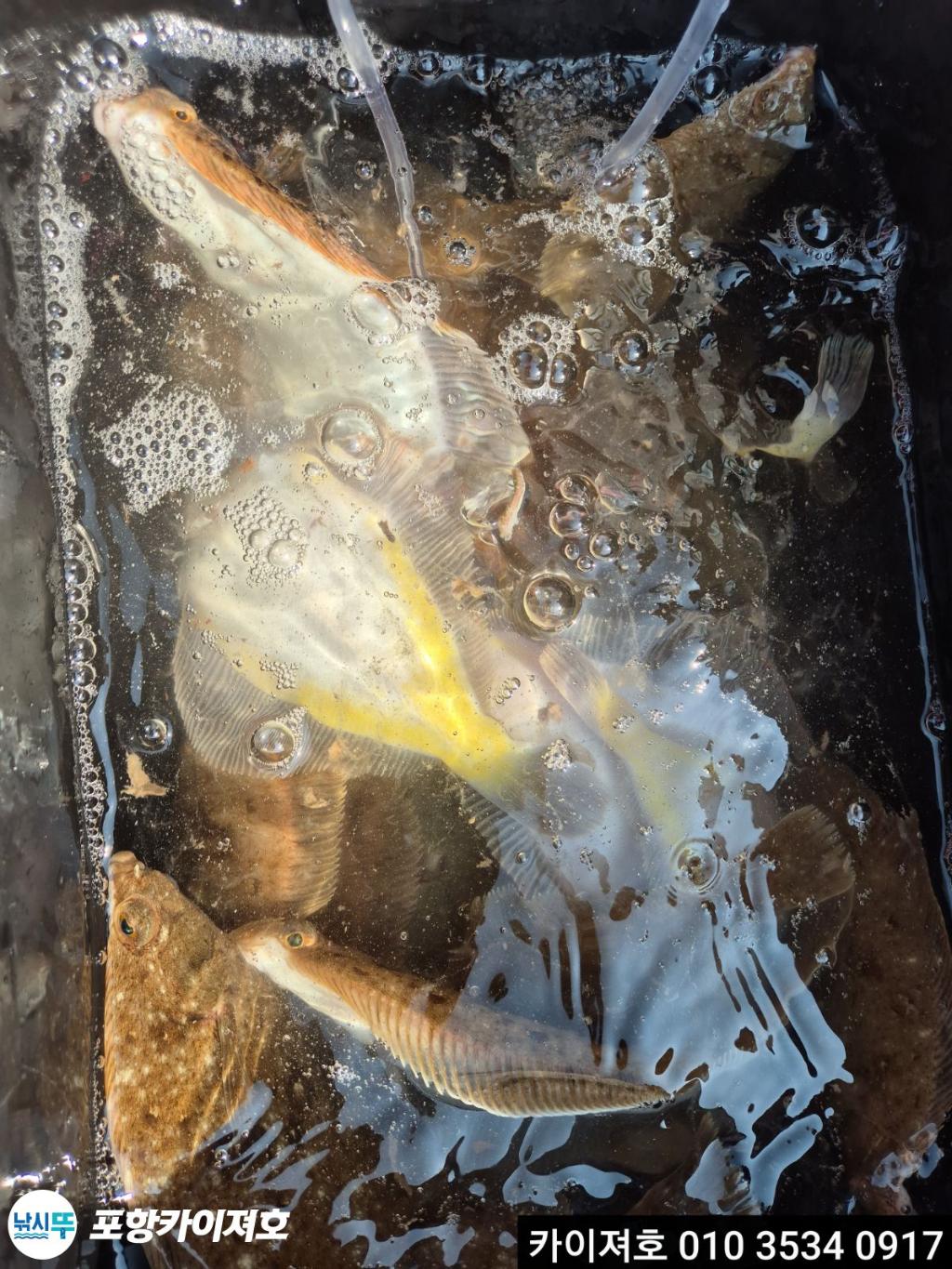 낚시뚜,기타 (직접입력),영일만항,포항카이져호,낚시뚜56