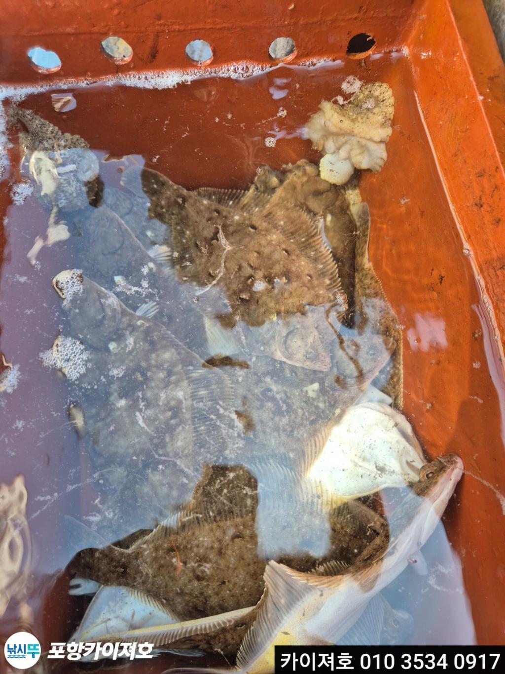 낚시뚜,기타 (직접입력),영일만항,포항카이져호,낚시뚜52