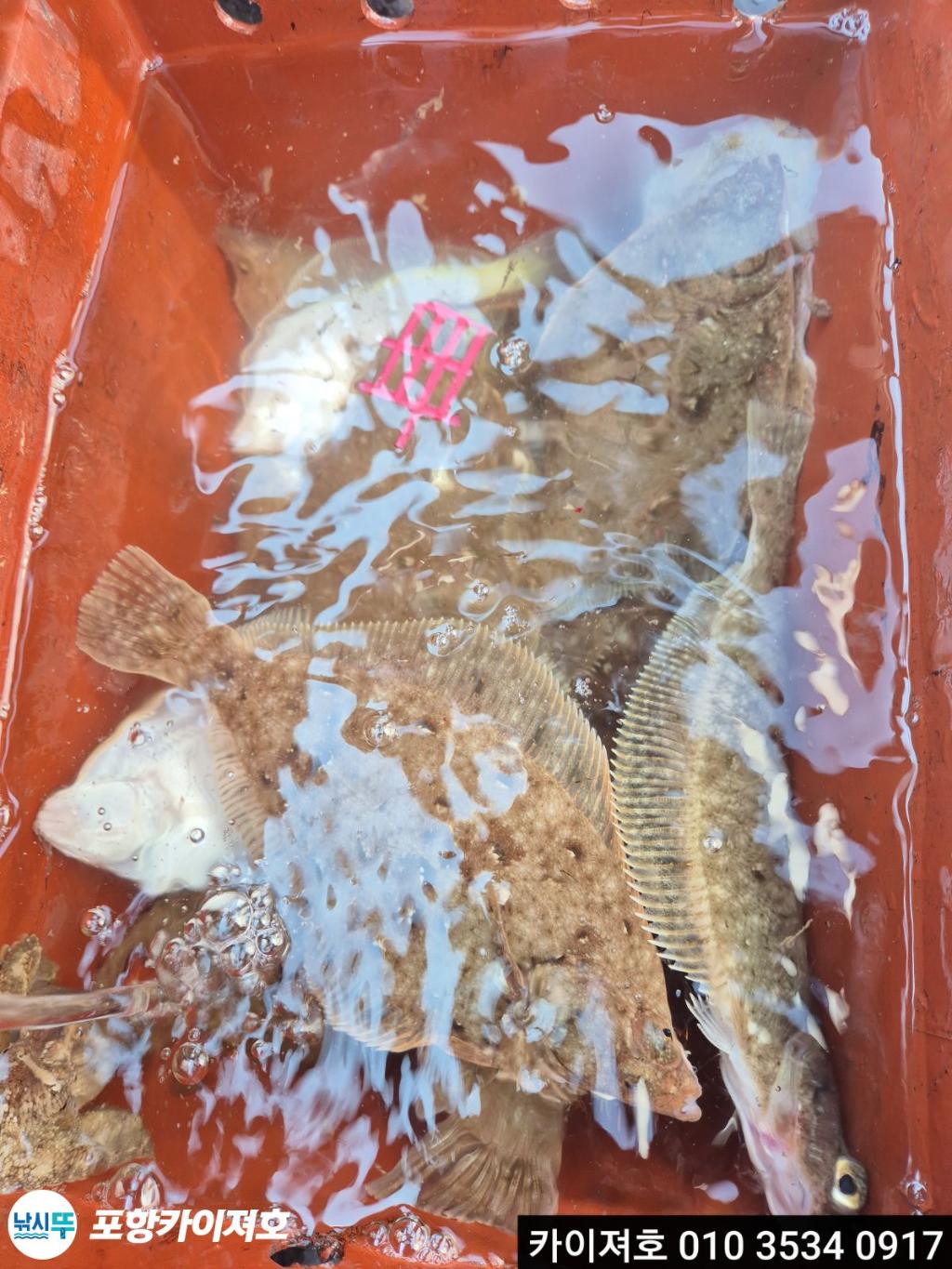 낚시뚜,기타 (직접입력),영일만항,포항카이져호,낚시뚜51