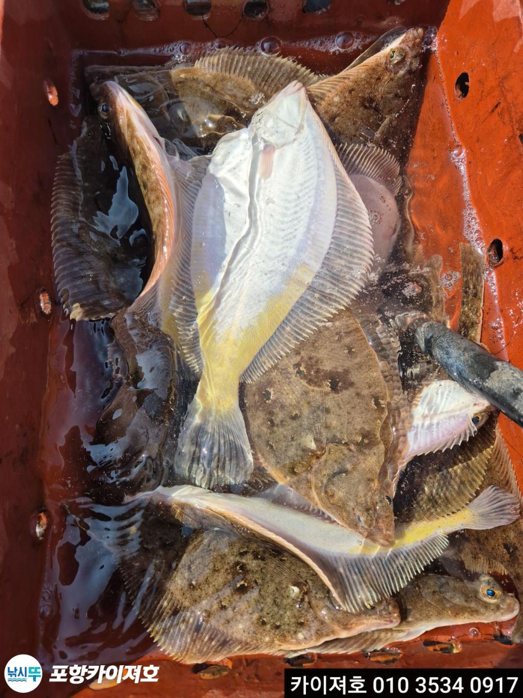 낚시뚜,기타 (직접입력),영일만항,포항카이져호,낚시뚜43