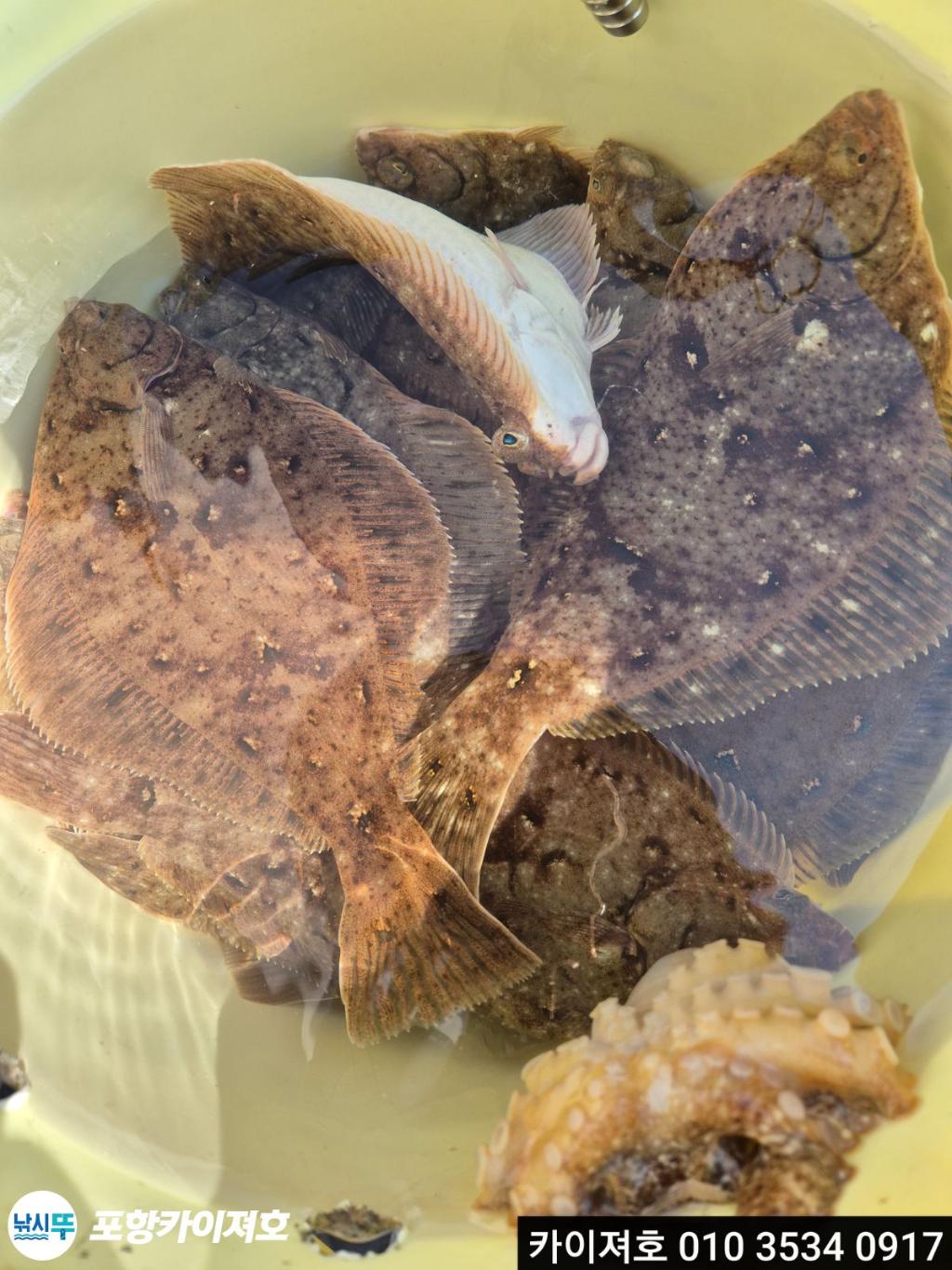 낚시뚜,기타 (직접입력),영일만항,포항카이져호,낚시뚜41