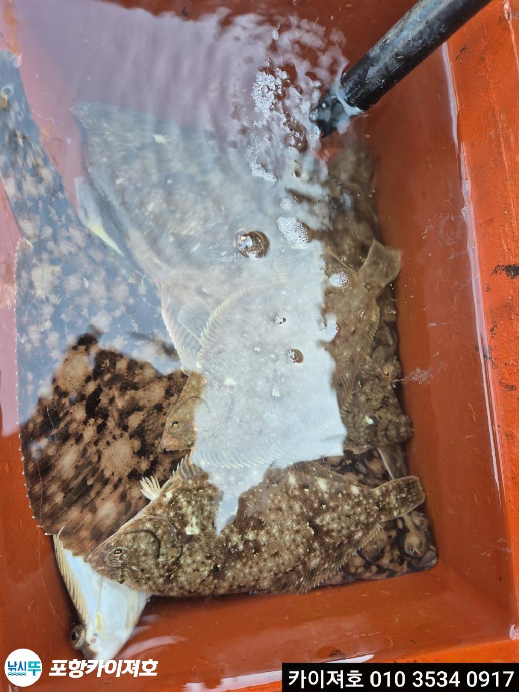 낚시뚜,기타 (직접입력),영일만항,포항카이져호,낚시뚜34