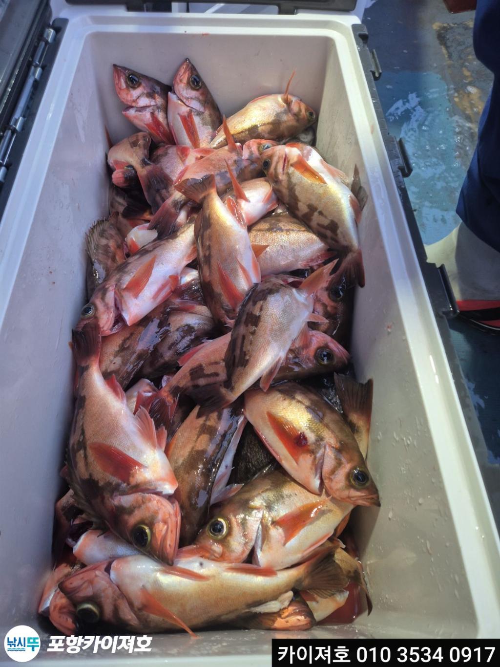 낚시뚜,기타 (직접입력),영일만항,포항카이져호,낚시뚜30