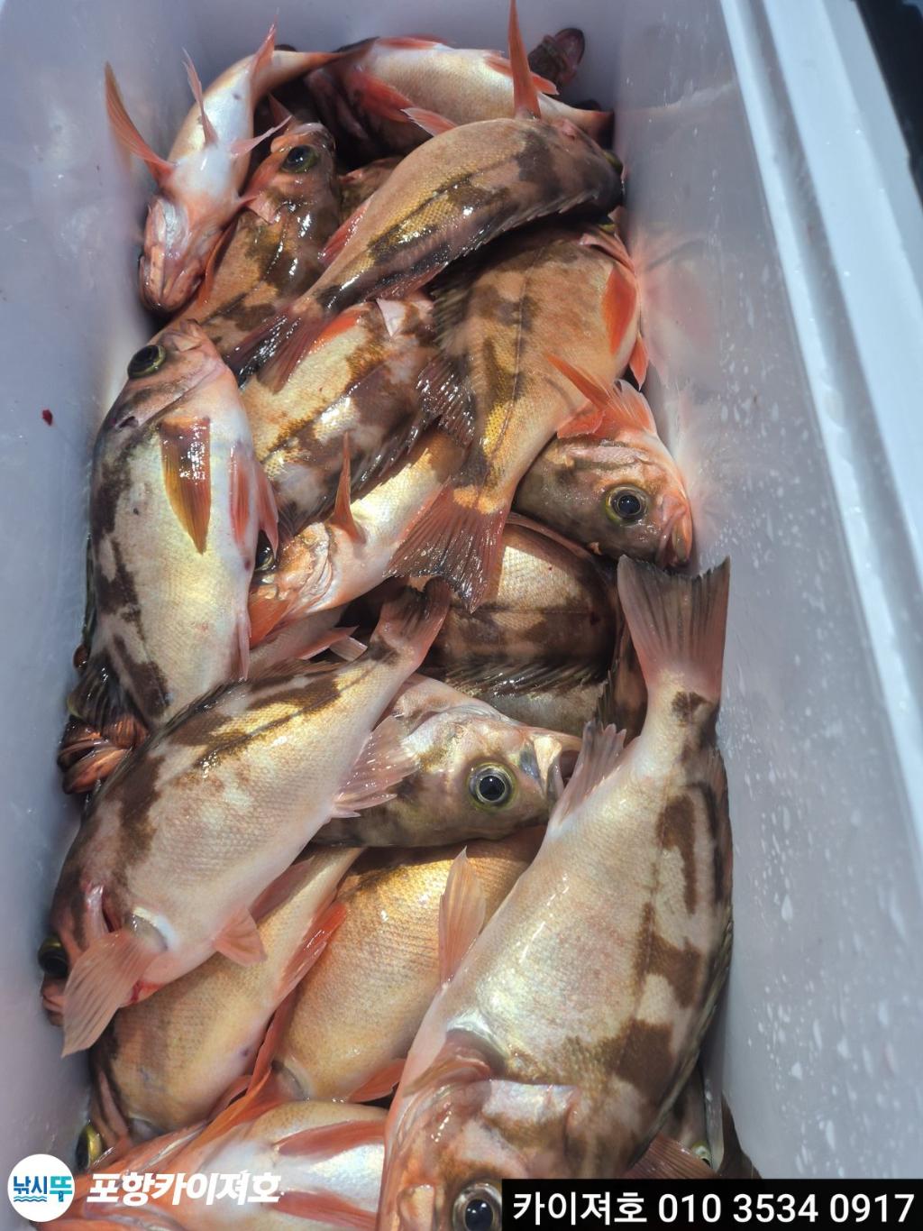 낚시뚜,기타 (직접입력),영일만항,포항카이져호,낚시뚜29