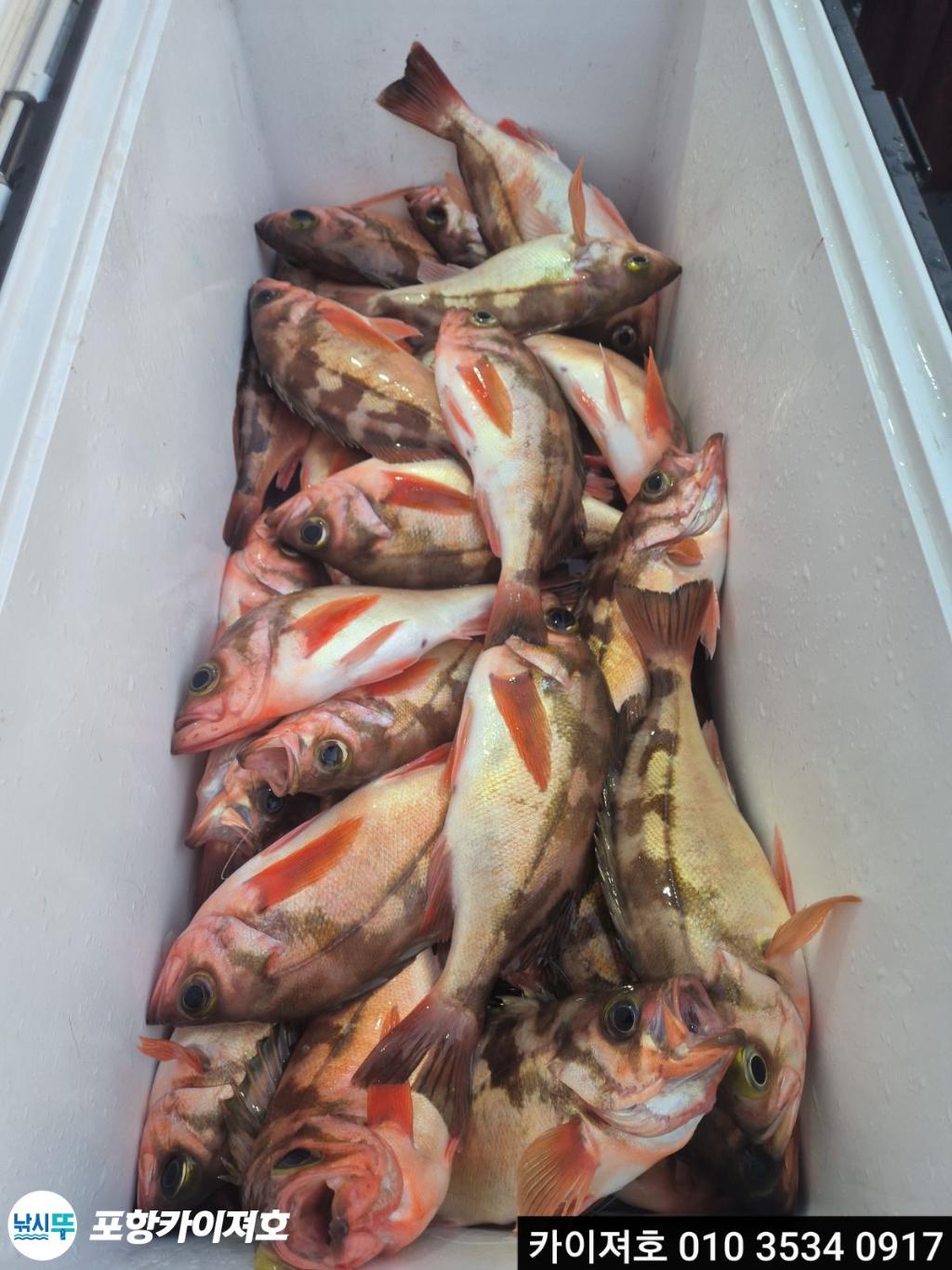 낚시뚜,기타 (직접입력),영일만항,포항카이져호,낚시뚜27