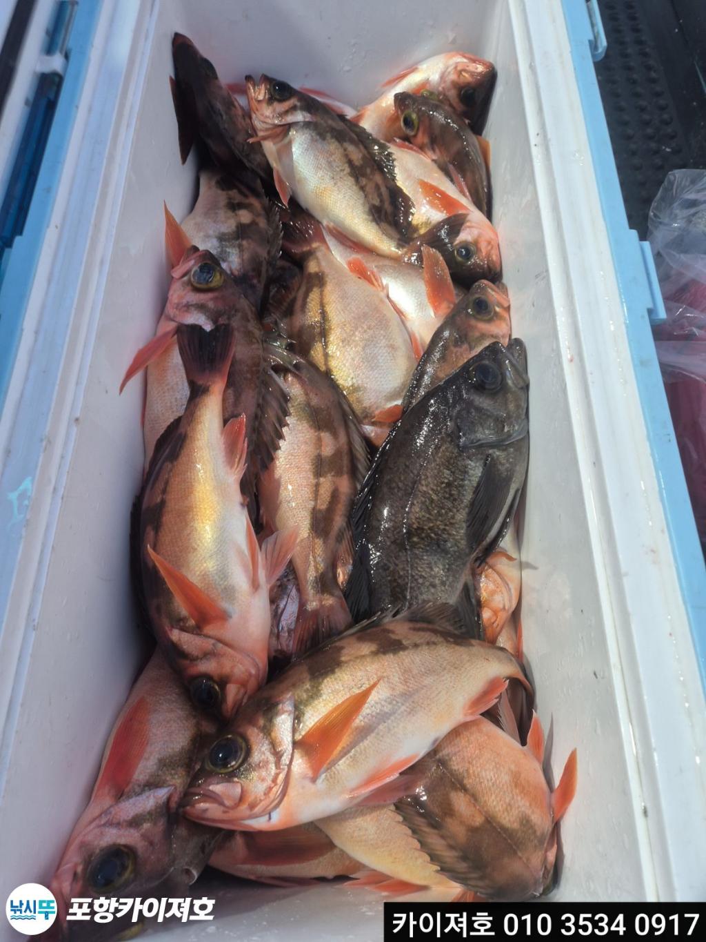 낚시뚜,기타 (직접입력),영일만항,포항카이져호,낚시뚜25