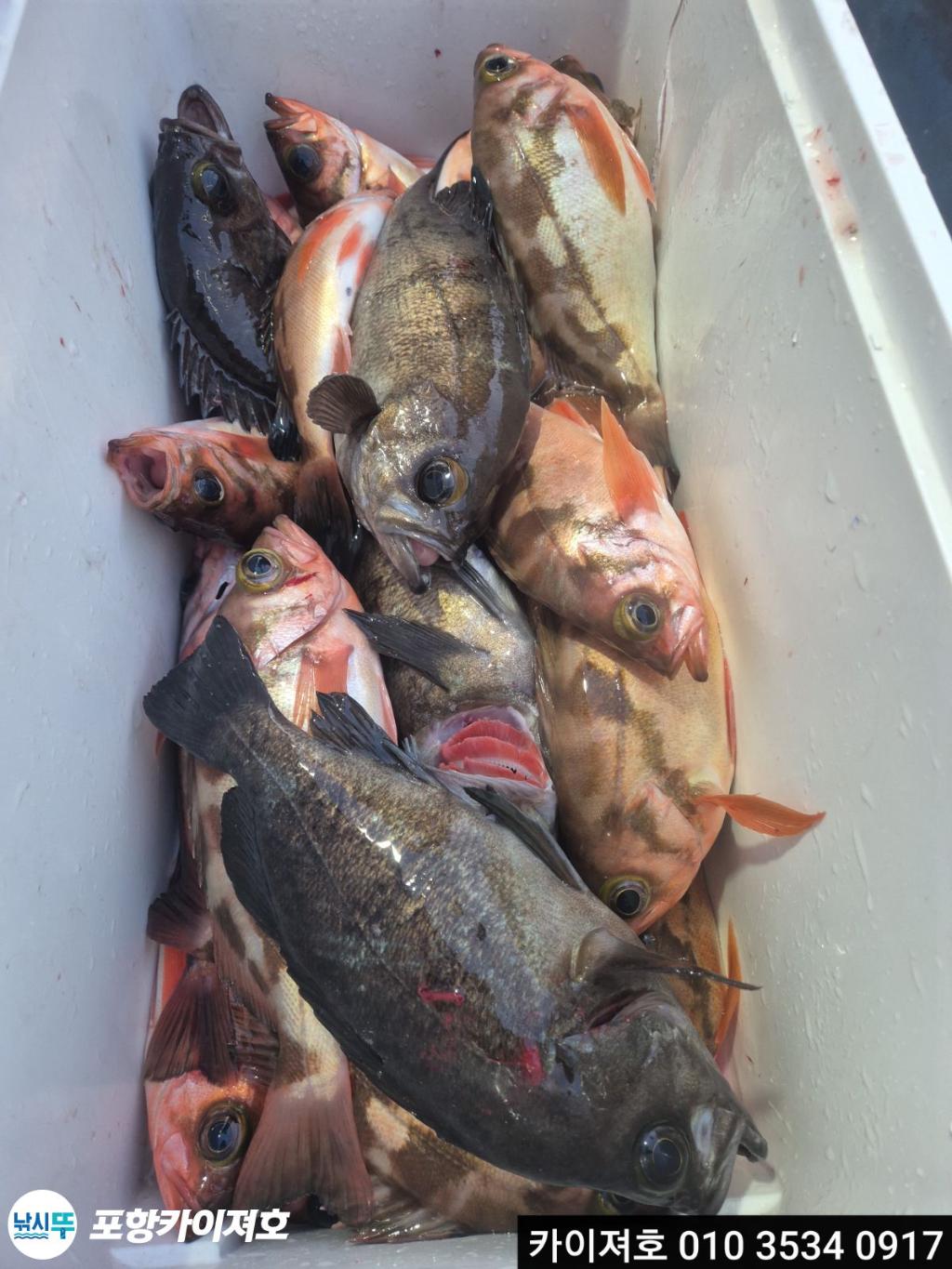 낚시뚜,기타 (직접입력),영일만항,포항카이져호,낚시뚜23