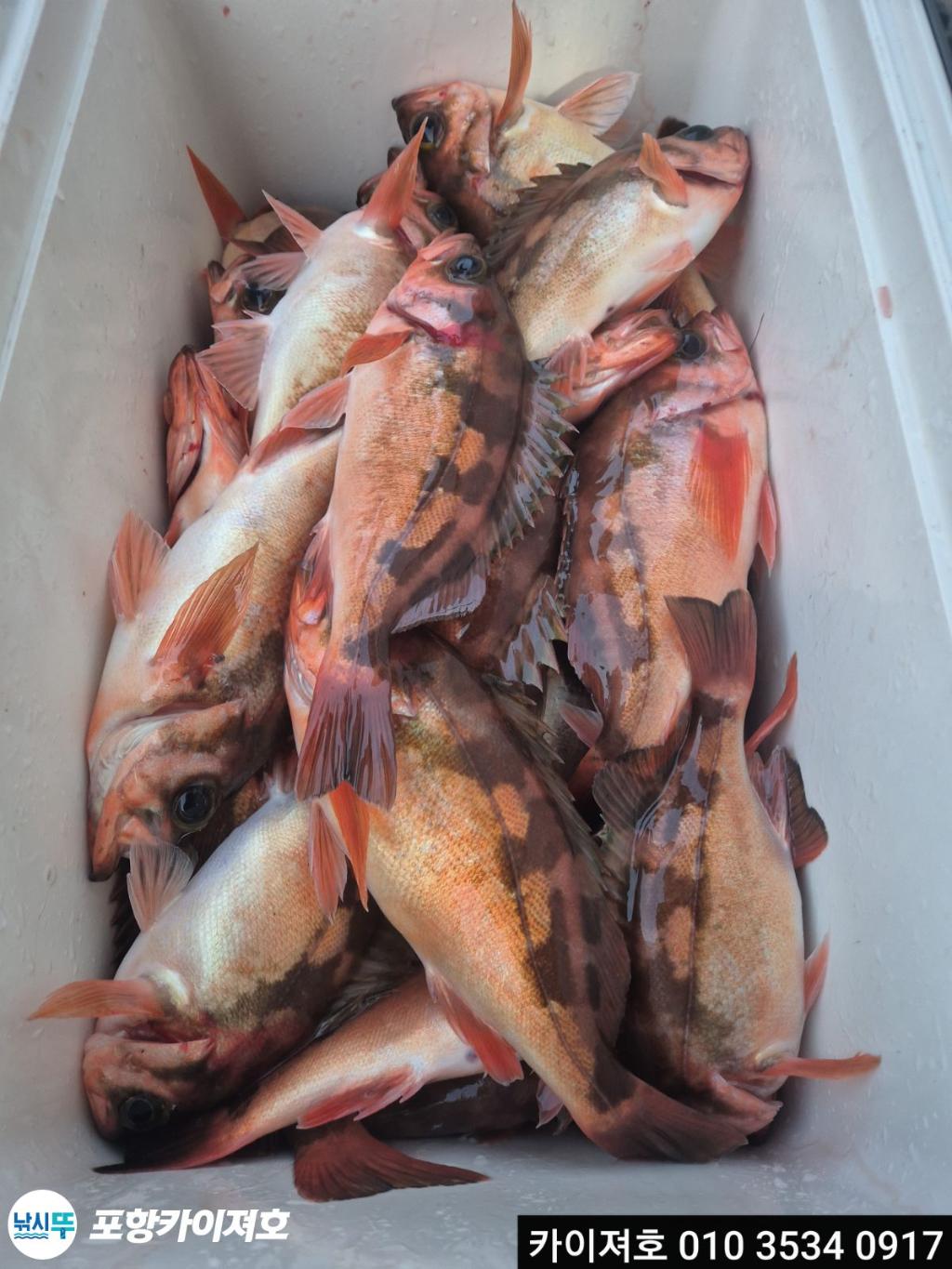 낚시뚜,기타 (직접입력),영일만항,포항카이져호,낚시뚜21