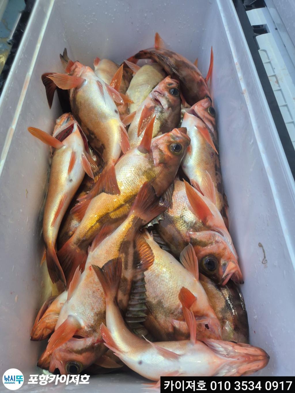 낚시뚜,기타 (직접입력),영일만항,포항카이져호,낚시뚜20