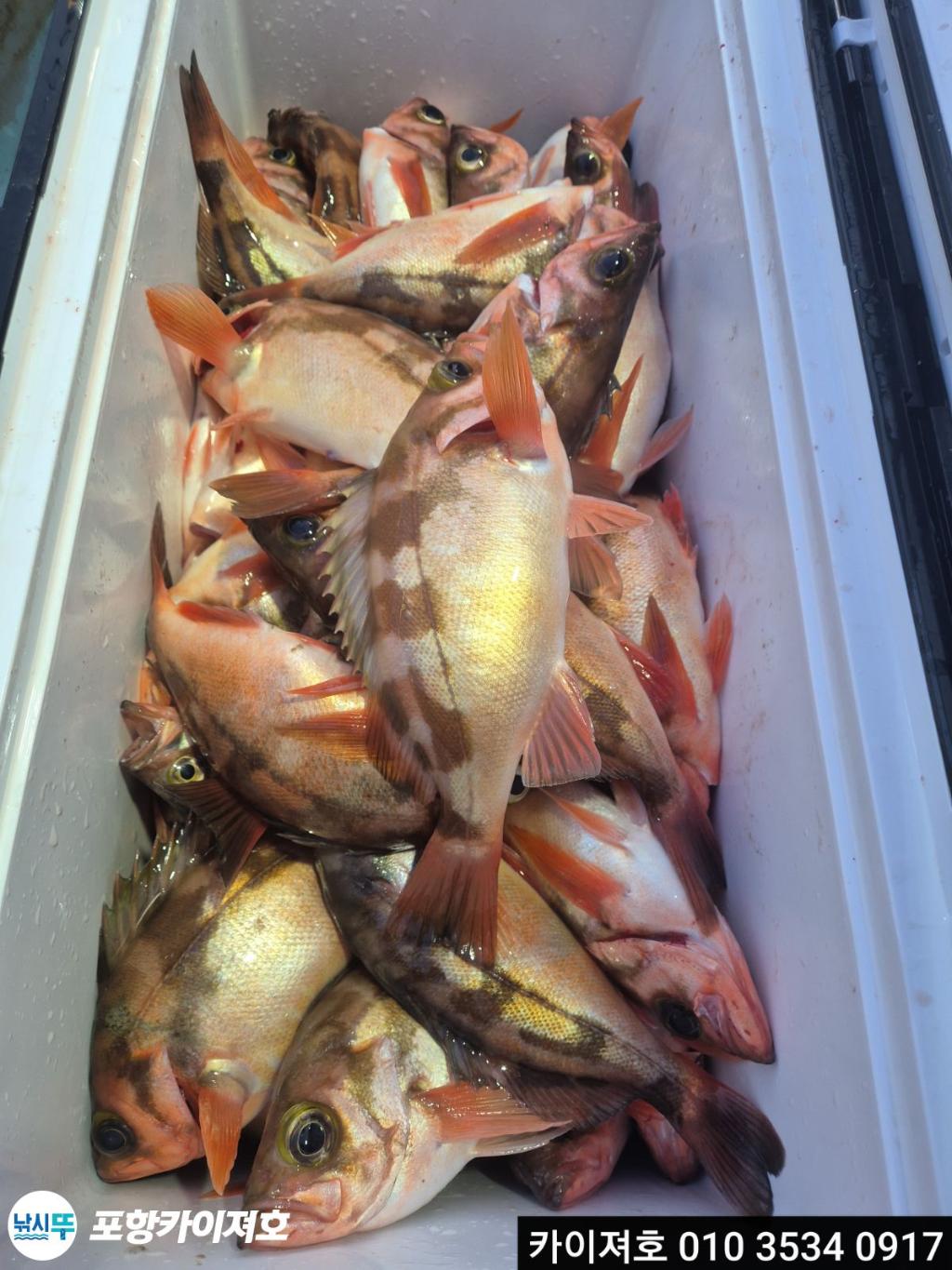 낚시뚜,기타 (직접입력),영일만항,포항카이져호,낚시뚜19