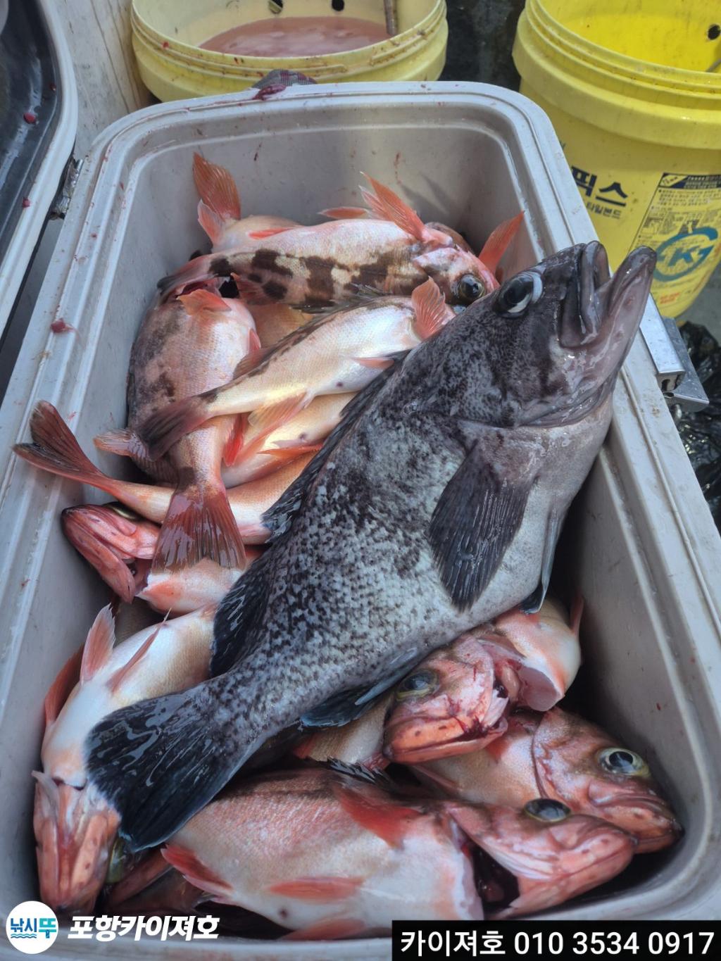 낚시뚜,기타 (직접입력),영일만항,포항카이져호,낚시뚜18