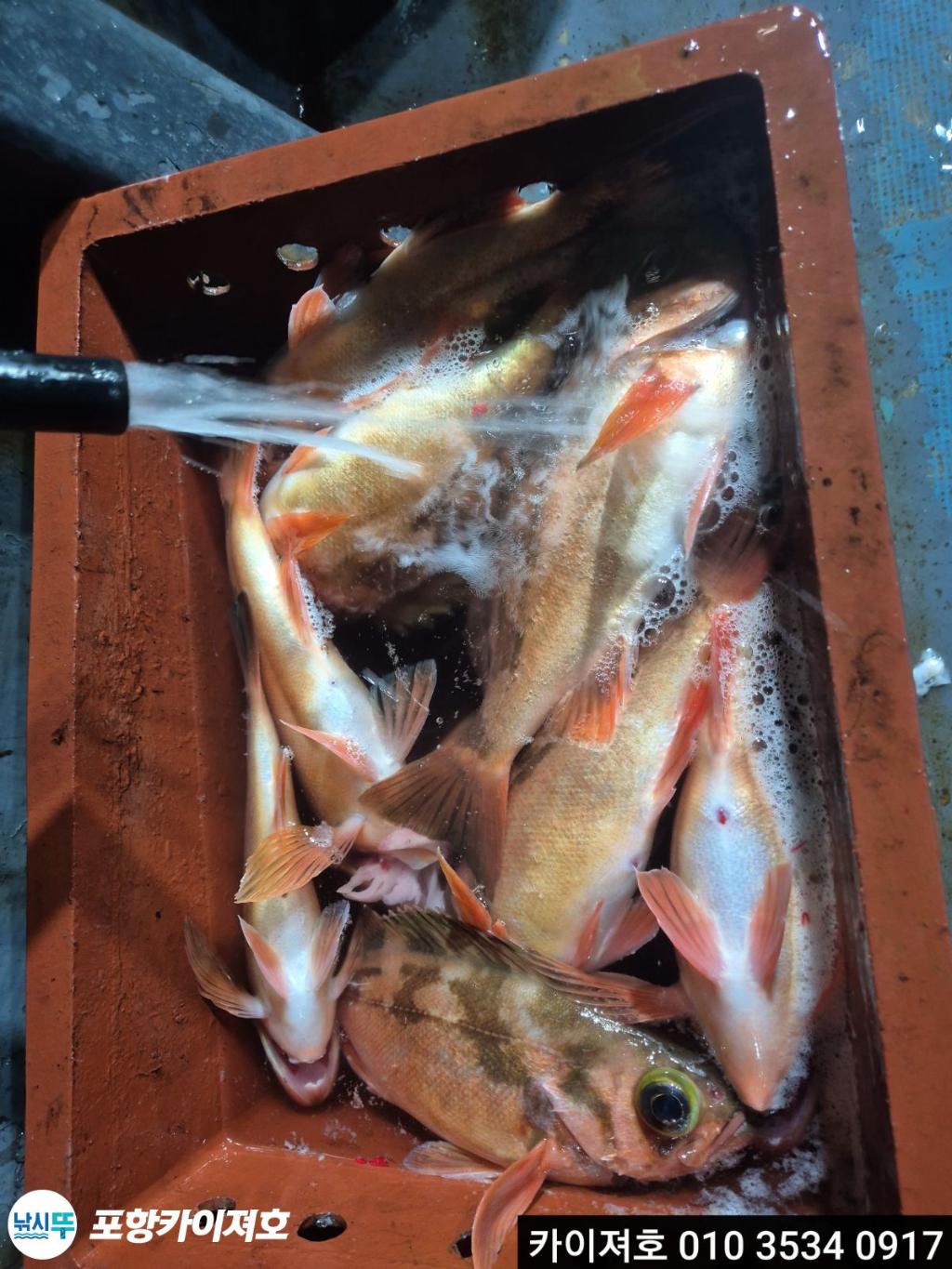 낚시뚜,기타 (직접입력),영일만항,포항카이져호,낚시뚜11