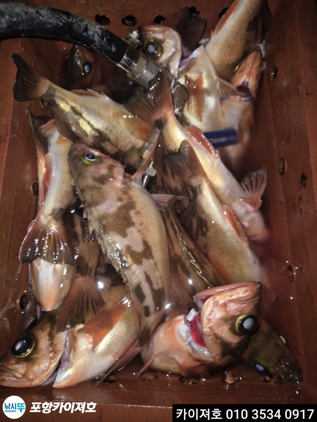 낚시뚜,기타 (직접입력),영일만항,포항카이져호,낚시뚜8