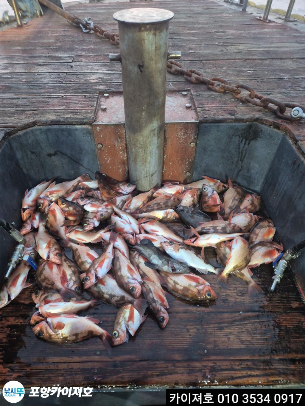 낚시뚜,기타 (직접입력),영일만항,포항카이져호,낚시뚜6