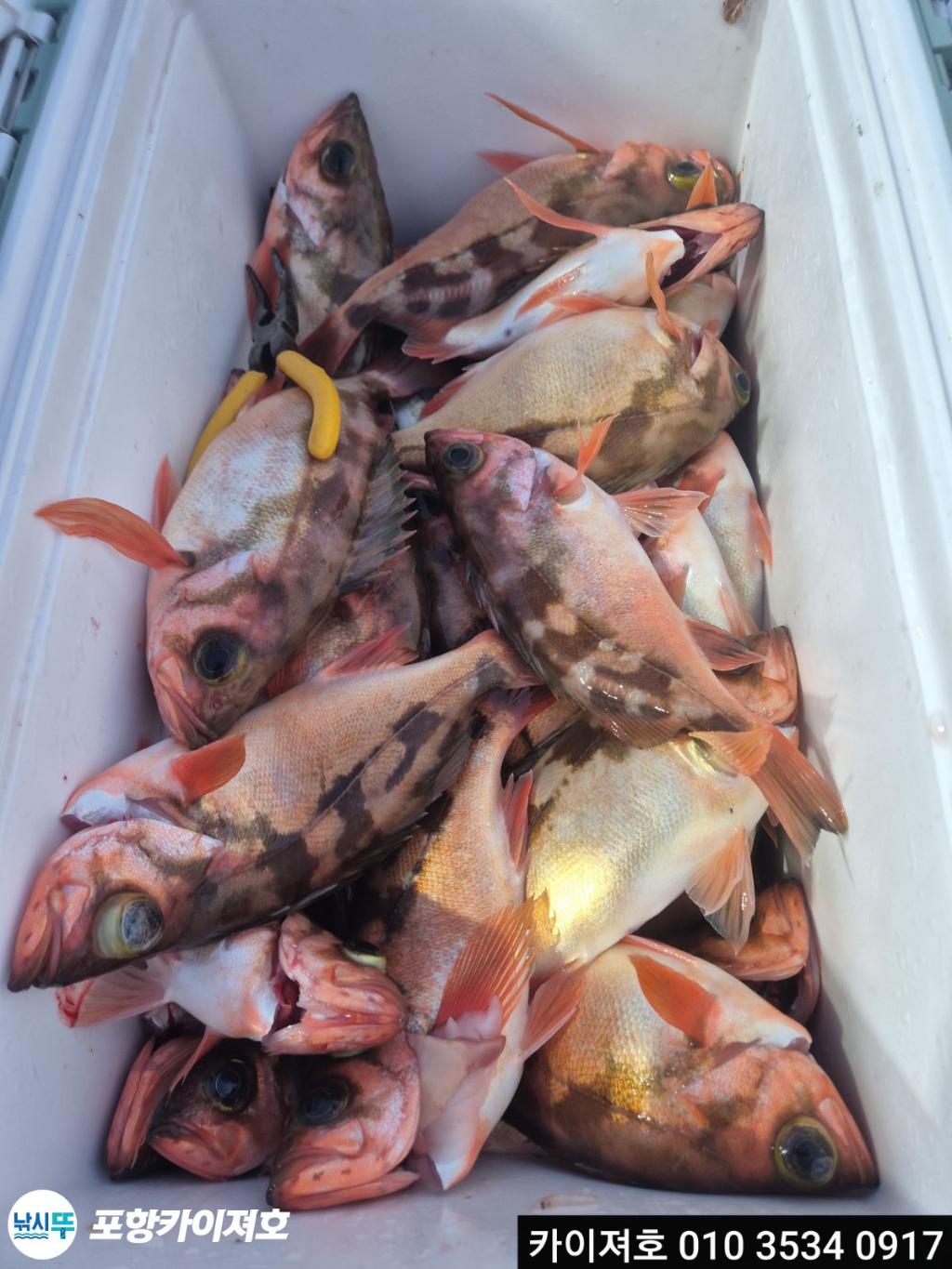 낚시뚜,기타 (직접입력),영일만항,포항카이져호,낚시뚜5