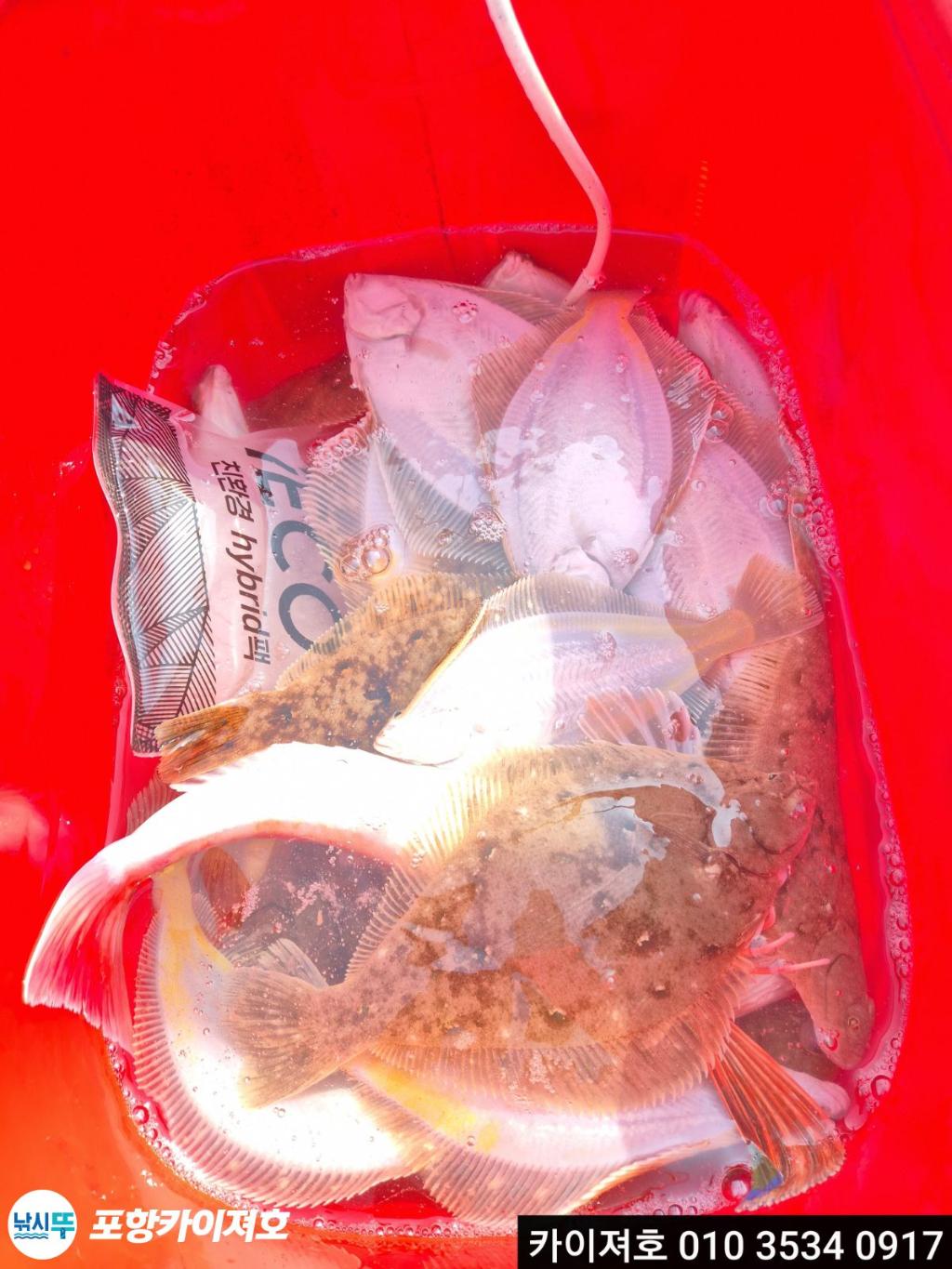 낚시뚜,도다리,영일만항,포항카이져호,낚시뚜49