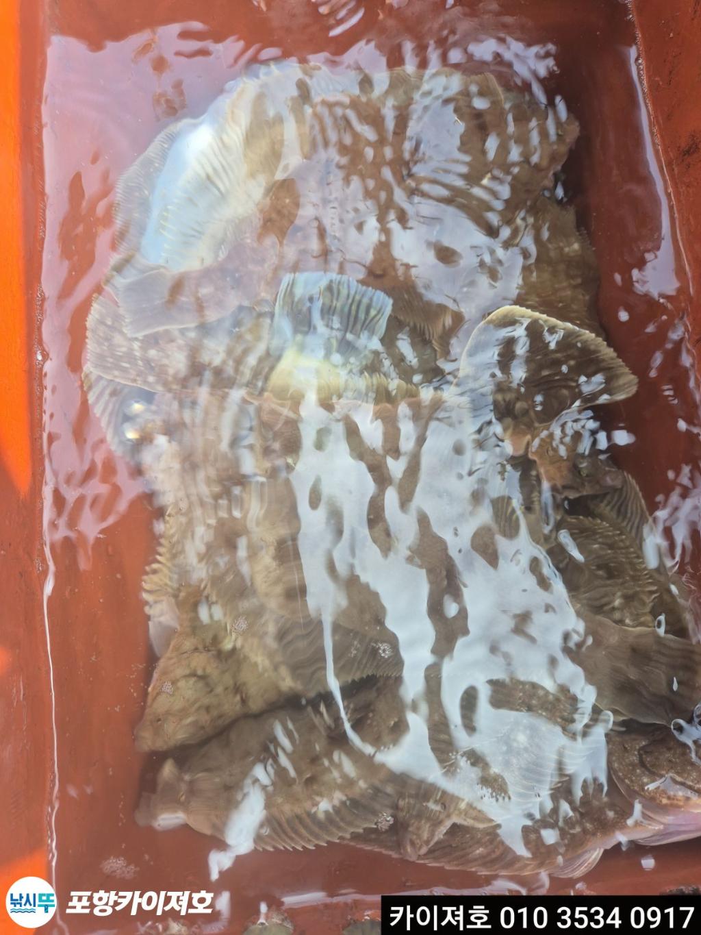 낚시뚜,도다리,영일만항,포항카이져호,낚시뚜46