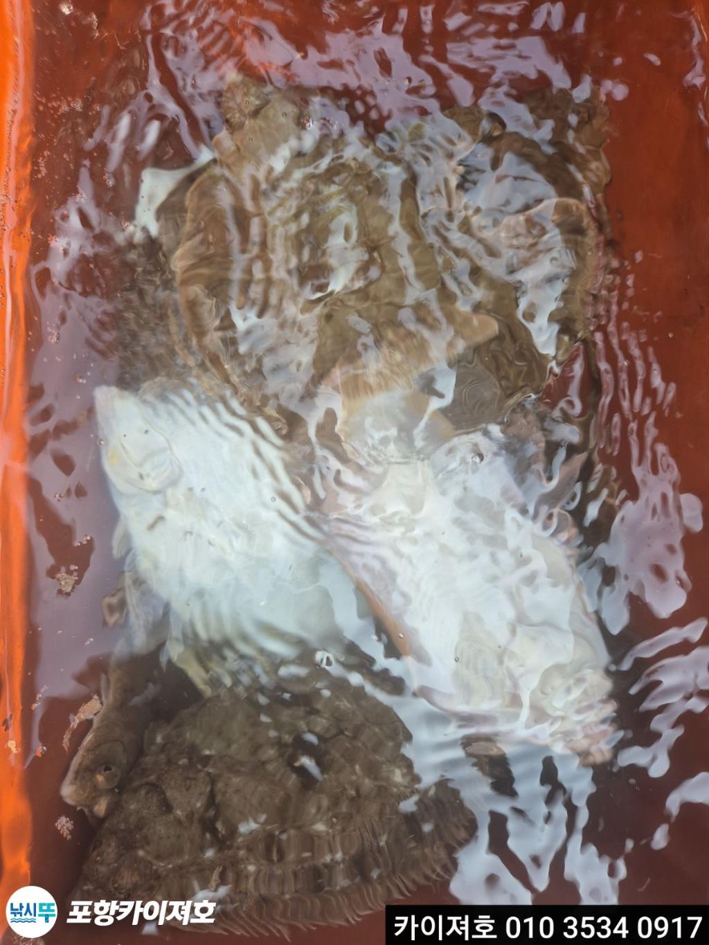 낚시뚜,도다리,영일만항,포항카이져호,낚시뚜45