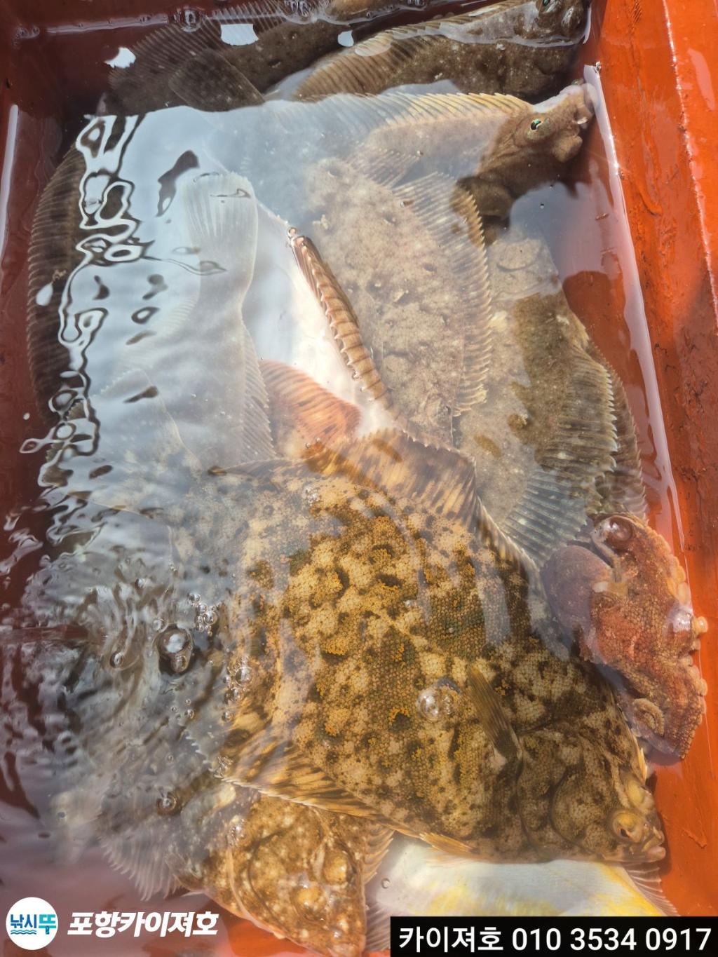 낚시뚜,도다리,영일만항,포항카이져호,낚시뚜40