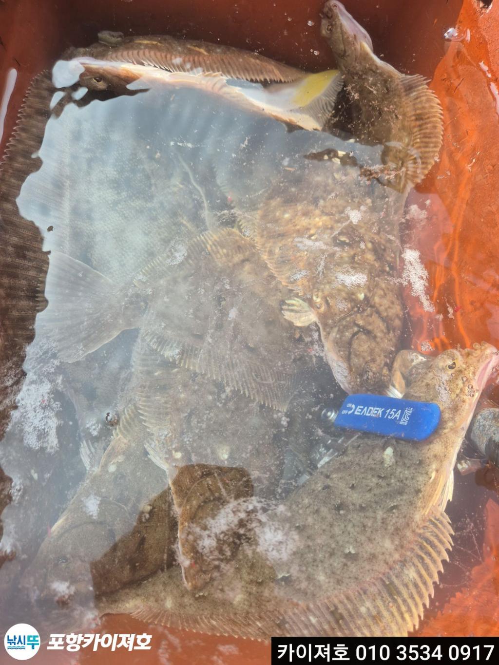 낚시뚜,도다리,영일만항,포항카이져호,낚시뚜36