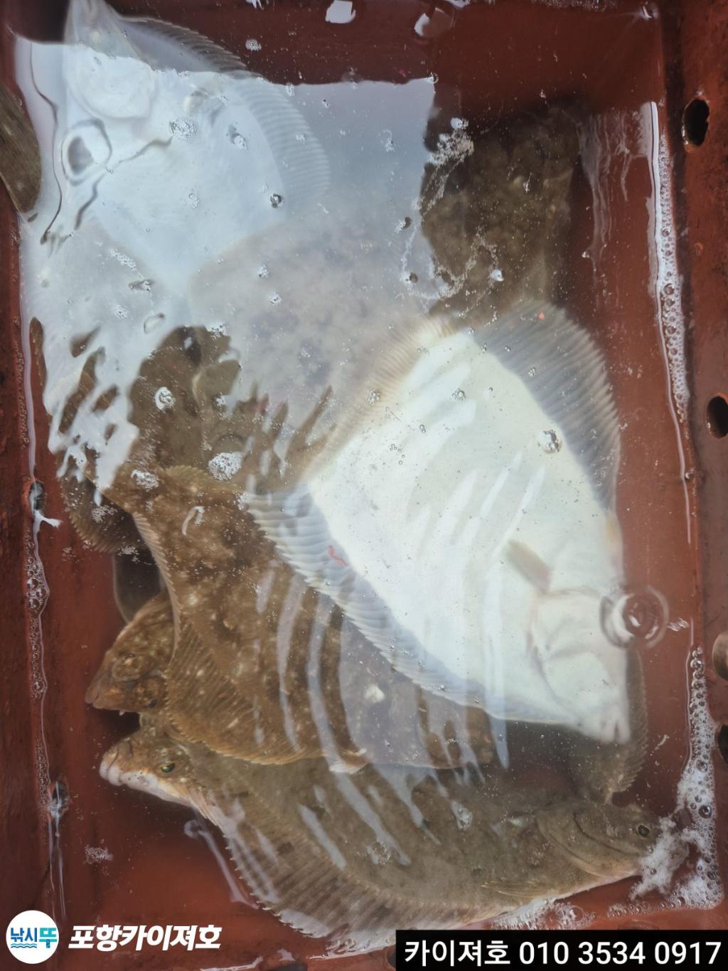 낚시뚜,도다리,영일만항,포항카이져호,낚시뚜35