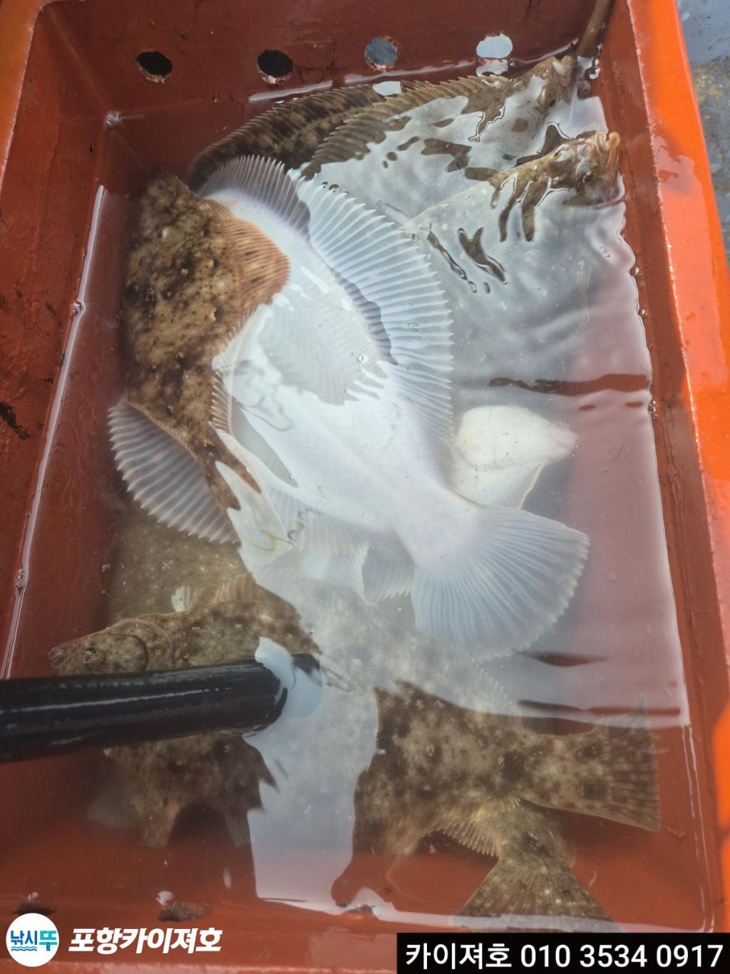 낚시뚜,도다리,영일만항,포항카이져호,낚시뚜29